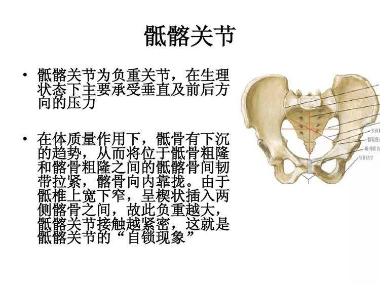 解剖-骶髂关节 - 疼痛天地 - 国际整脊网|整脊培训