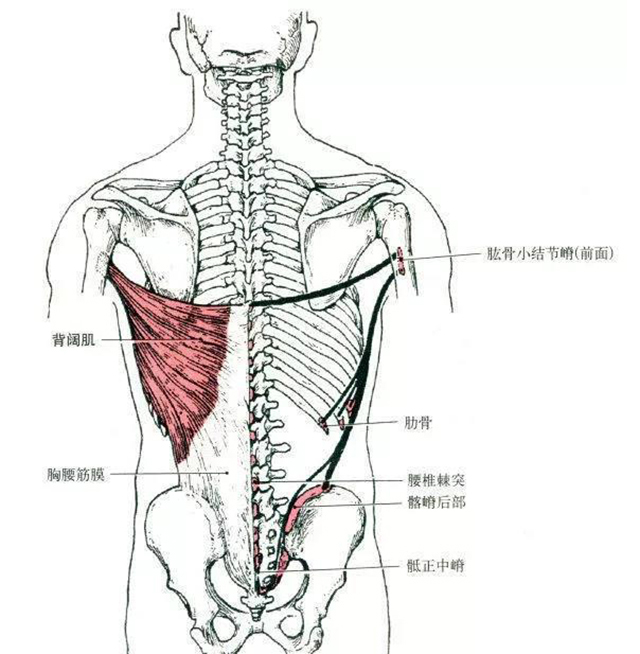 3,菱形肌的解剖