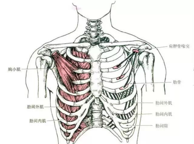 最全人体肌肉解剖套图,值得收藏!