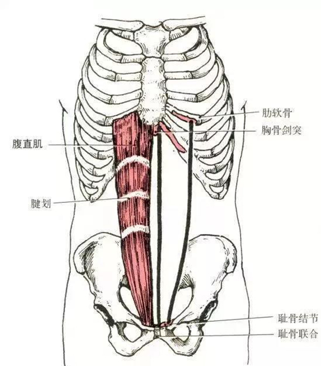 远固定时,可提肋助吸气.    部位:腹前壁正中线两侧.