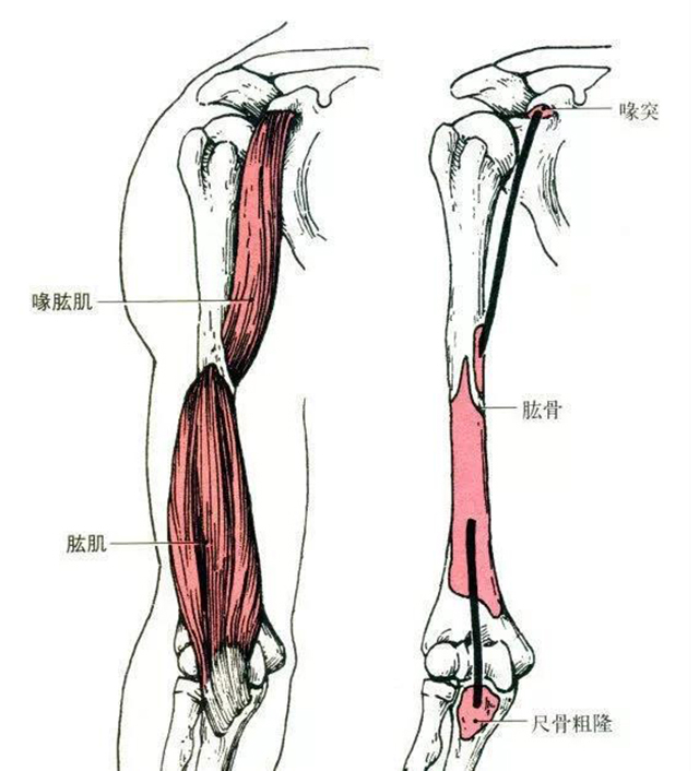 起点:起于肩胛骨喙突. 止点:止于肱骨中部内侧(与三角肌粗隆相对应).