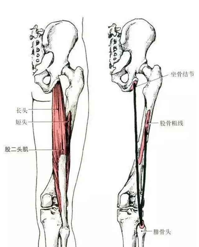 26,半腱肌和半膜肌