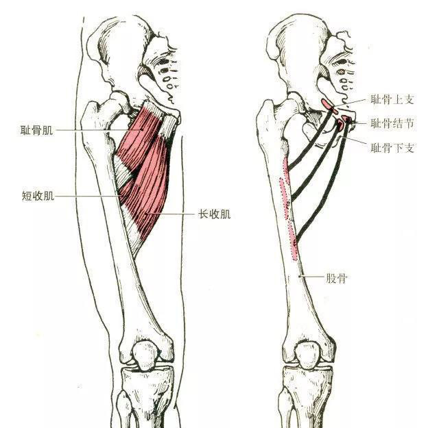 部位:长收肌位于耻骨肌内侧.短收肌位于耻骨肌和长收∩深层.